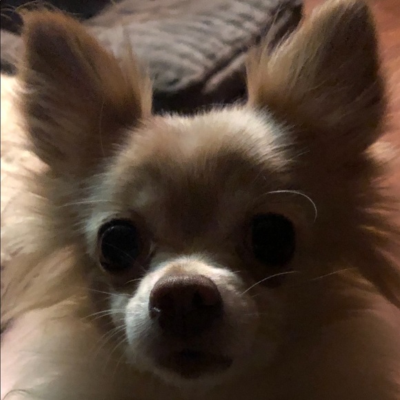 Meet your Posher, Louise - Picture 1 of 1